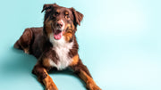 Dog Health & Wellness Products